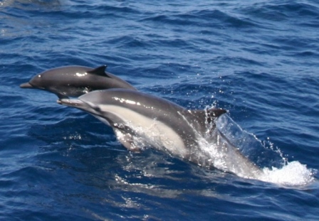 [ Whale Watching, Dolphin and Eco-Tourism Cruises with Harbor Breeze Cruises ]