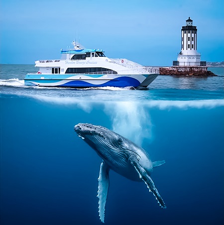 Tickets | WHALE WATCHING CRUISE | Harbor Breeze Cruises
